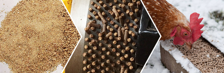 Making High-quality Chicken Feed Pellet